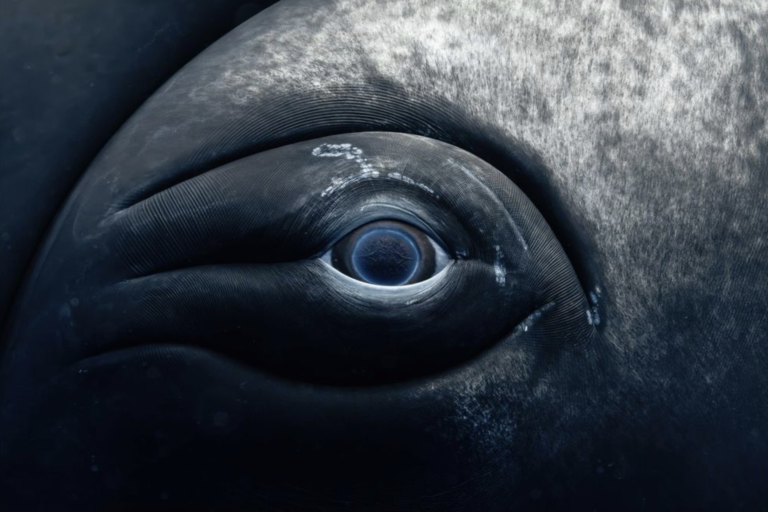 Sweet Girl, lorsqu’une baleine me parle